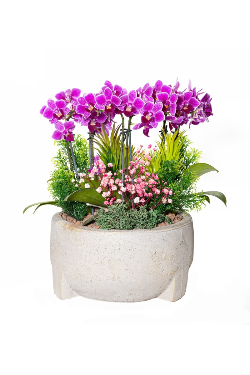 6 Dallı Mini Orkide Aranjmanı