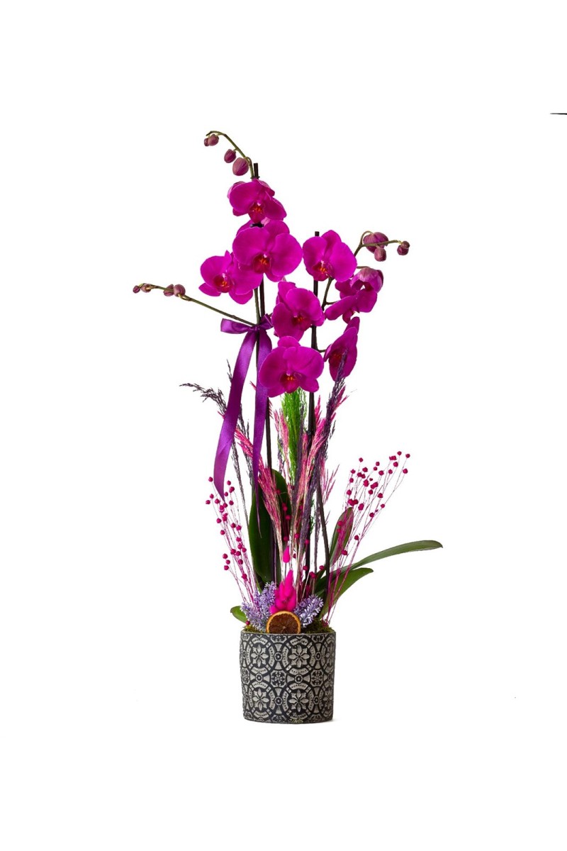 Eskitme Desenli Saksıda Fuşya Orkide