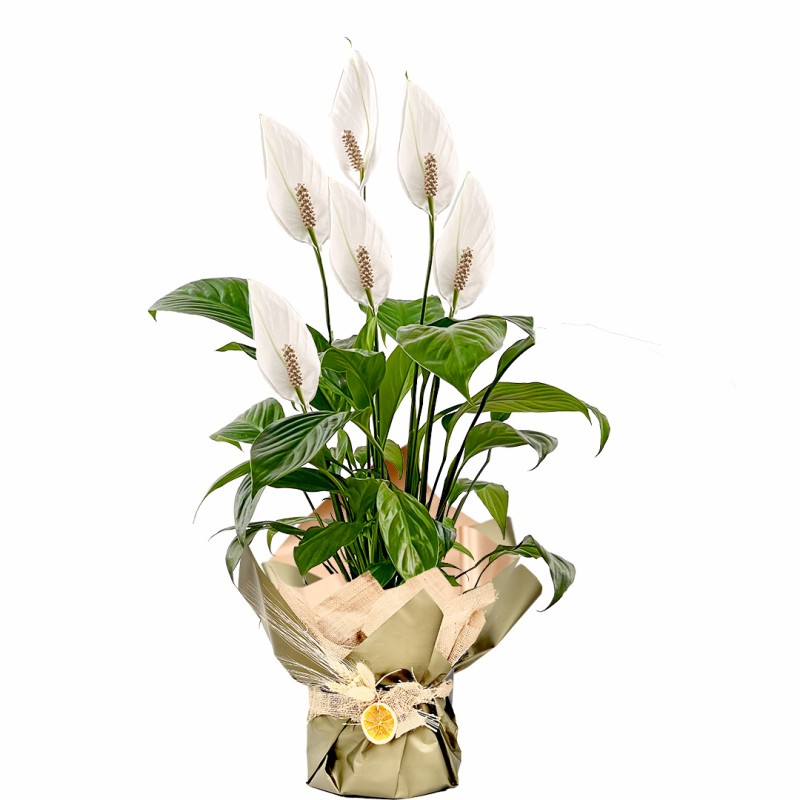 Barış Çiçeği (Spathiphyllum) Hediye Paketli
