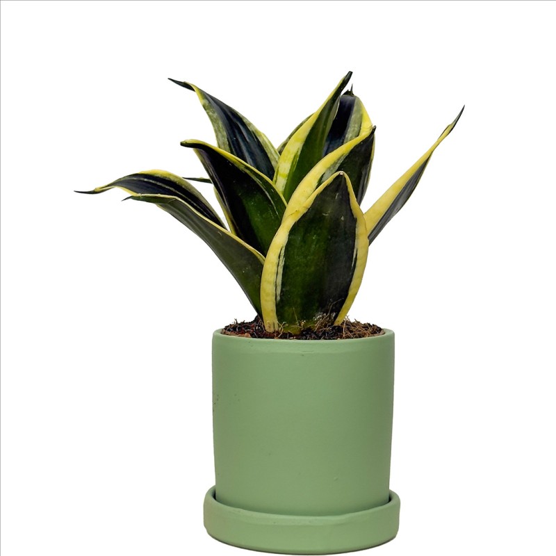 Paşa Kılıcı Mini (Sansevieria Lotus Hahnii) Ruby