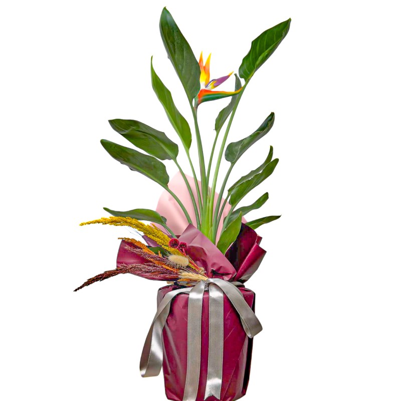 Starliçe Cennet Kuşu (Strelitzia Reginae) Hediye Paketli