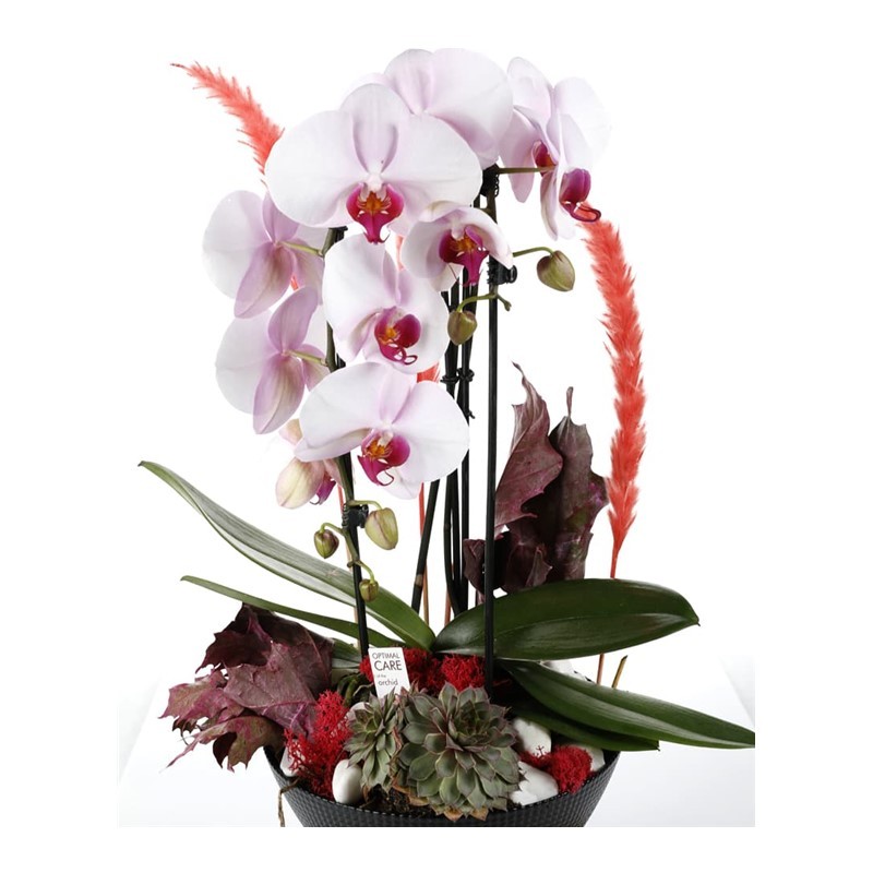 Deluxe Curling Orkide