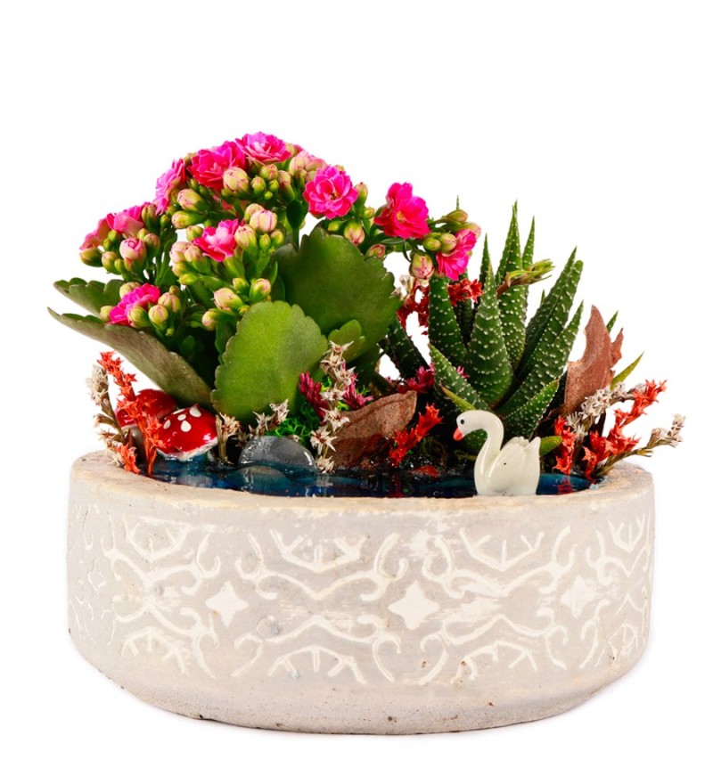 Beton Saksıda Haworthia ve Kalanchoe Teraryum